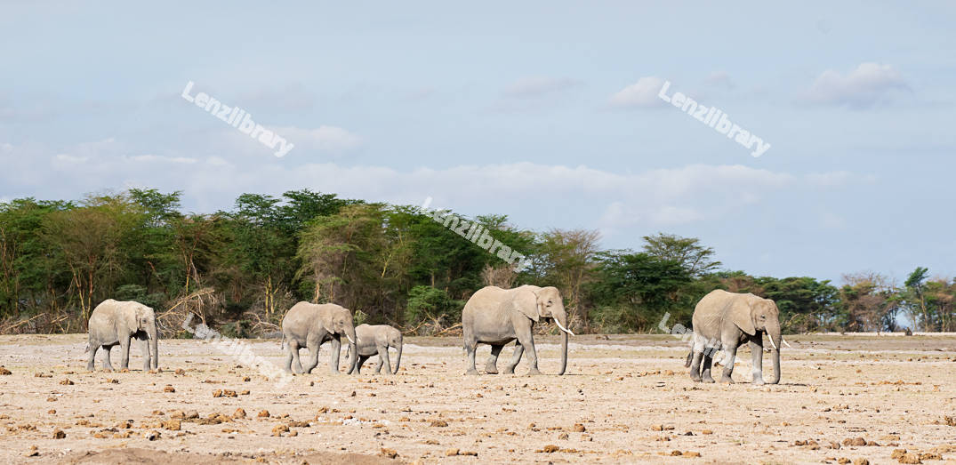 African Bush Elephants